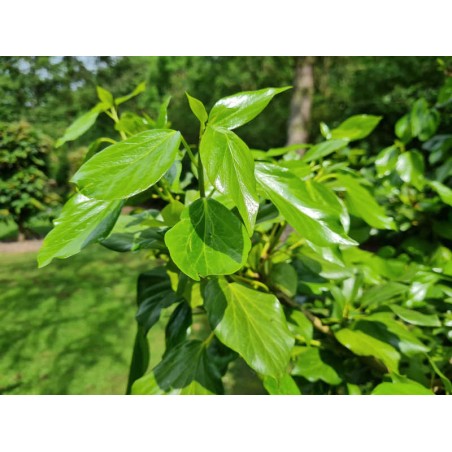 Hedera colchica 'Batumi' - leaves in early summer