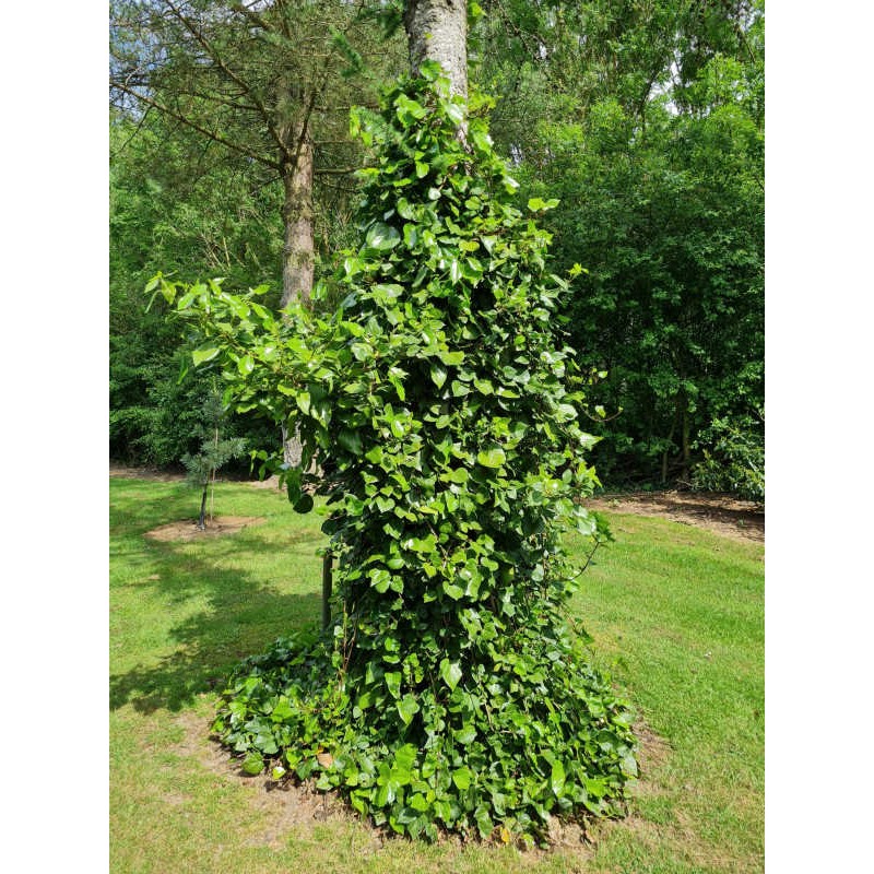 Hedera colchica 'Batumi' - climbing an old tree