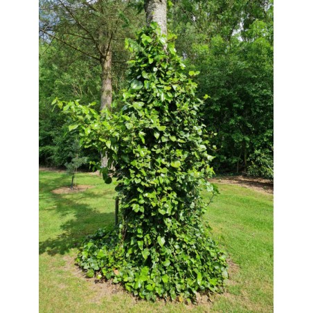 Hedera colchica 'Batumi' - climbing an old tree
