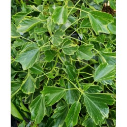 Hedera helix 'Arborescens Variegata' - variegated leaves in early summer