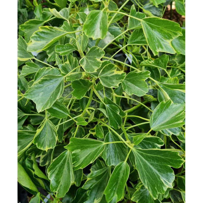 Hedera helix 'Arborescens Variegata' - variegated leaves in early summer Hedera helix 'Arborescens Variegata' - variegated leaves in early summer