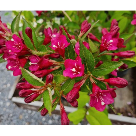 Weigela florida 'Evita' - flowers in early June Weigela florida 'Evita' - flowers in early June