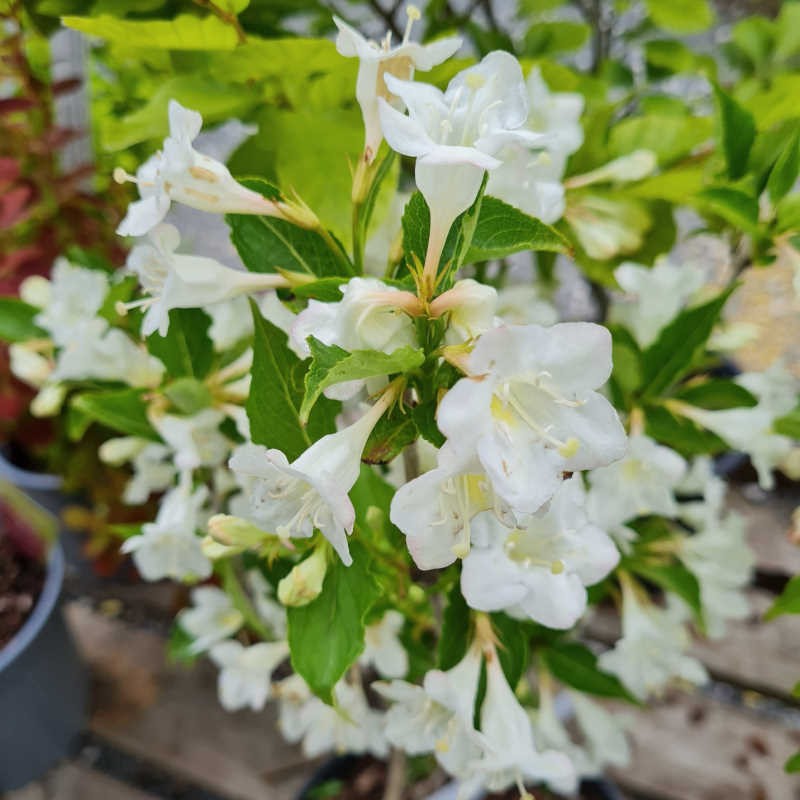 Weigela florida 'Bristol Snowflake' - flowers in early June Weigela florida 'Bristol Snowflake' - flowers in early June