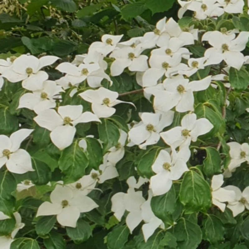 Cornus kousa 'Kreuzdame' - bracts in late June