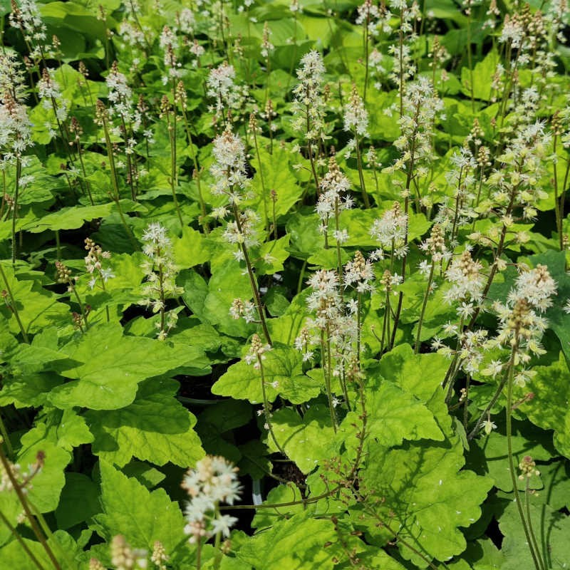 Tiarella wherryi - flowers in early June