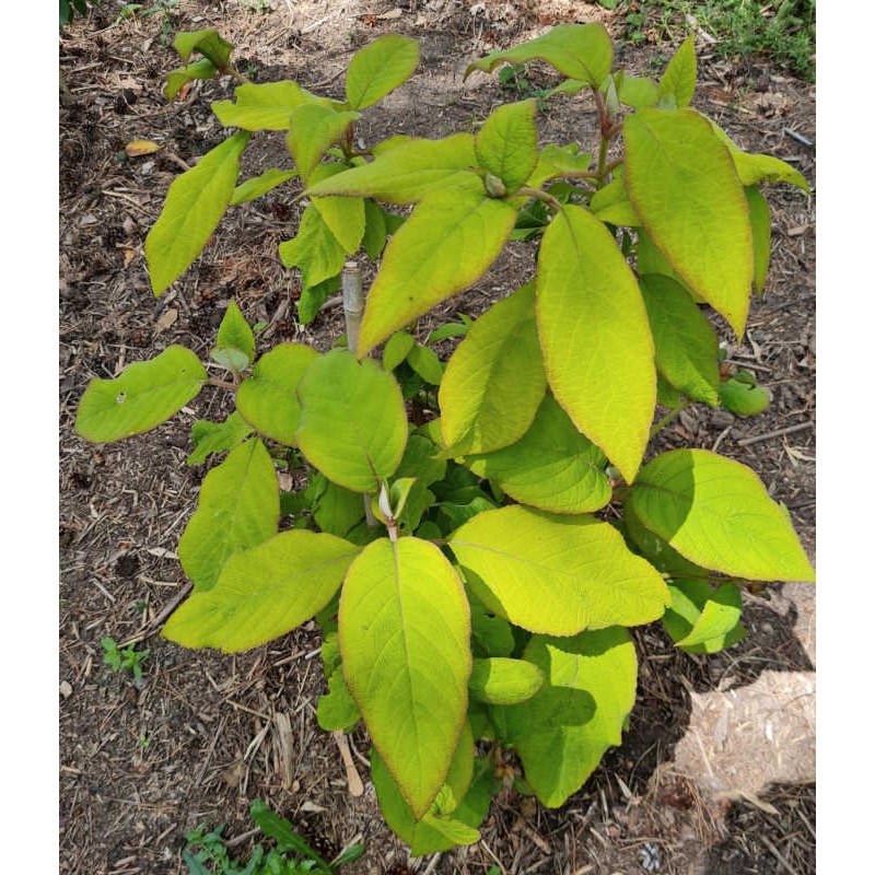 Hydrangea aspera 'Goldrush' - leaves in June