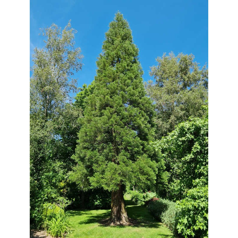Sequoiadendron giganteum - June