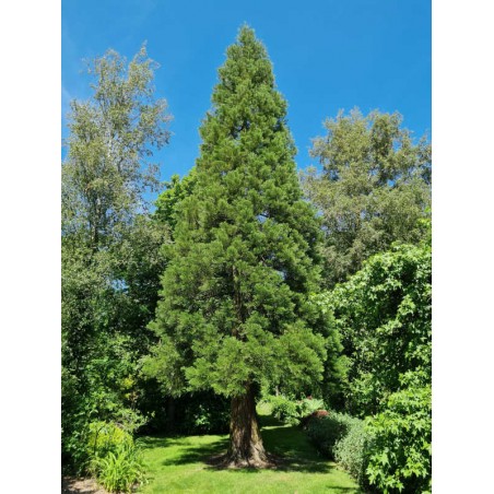 Sequoiadendron giganteum - June