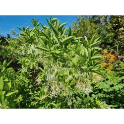 Chionanthus virginicus - flowers in June