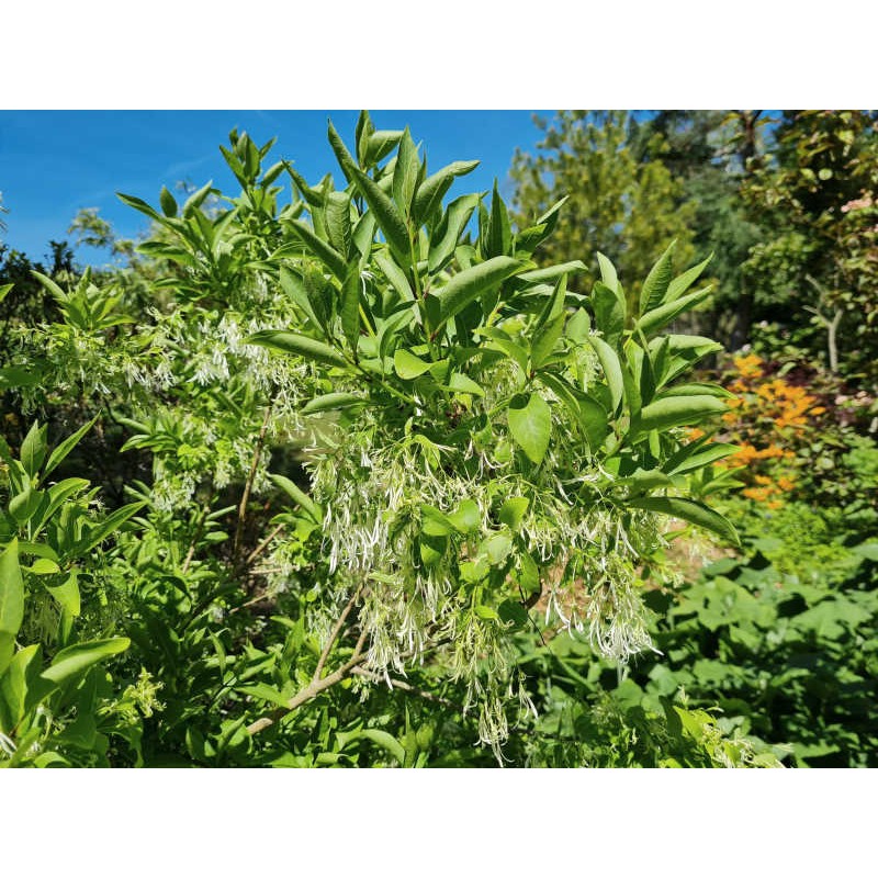 Chionanthus virginicus - flowers in June