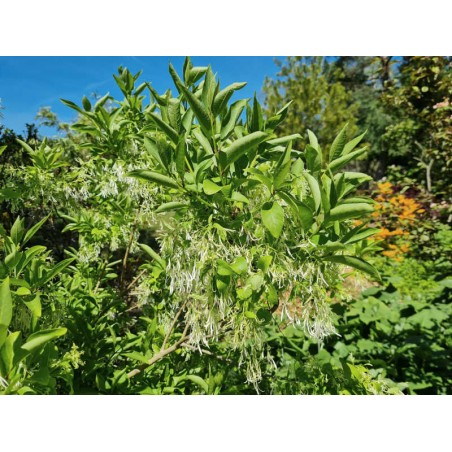 Chionanthus virginicus - flowers in June Chionanthus virginicus - flowers in June