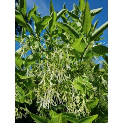 Chionanthus virginicus - flowers in June 1