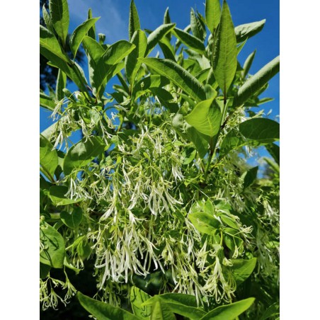 Chionanthus virginicus - flowers in June 1 Chionanthus virginicus - flowers in June 1