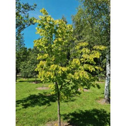 Tilia x europaea 'Wratislaviensis' - young tree