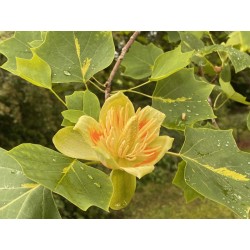 Liriodendron tulipifera 'Purgatory' - flowers in June (on a tree aged 9 - 10 years old)