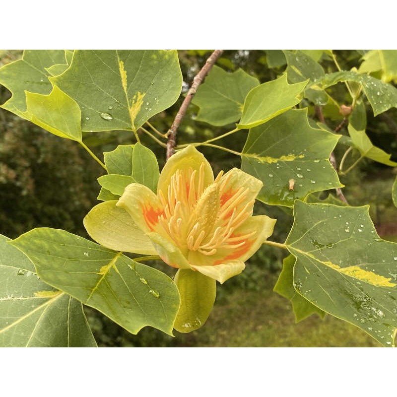Liriodendron tulipifera 'Purgatory' - flowers in June (on a tree aged 9 - 10 years old) Liriodendron tulipifera 'Purgatory' - flowers in June (on a tree aged 9 - 10 years old)