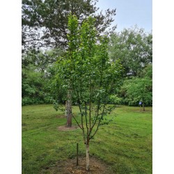 Betula x 'Edinburgh' - young 3 - 4 year old tree