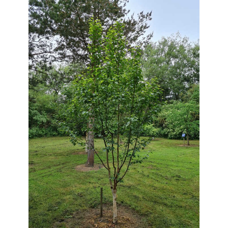 Betula x 'Edinburgh' - young 3 - 4 year old tree