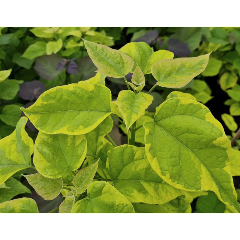 Catalpa bignonioides 'Variegata' - leaves in June