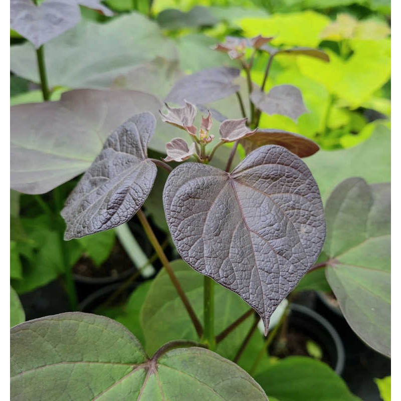 Catalpa x erubescens 'Purpurea' - young leaves in early summer