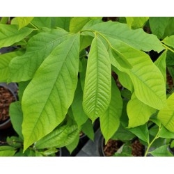 Asimina triloba - leaves in June