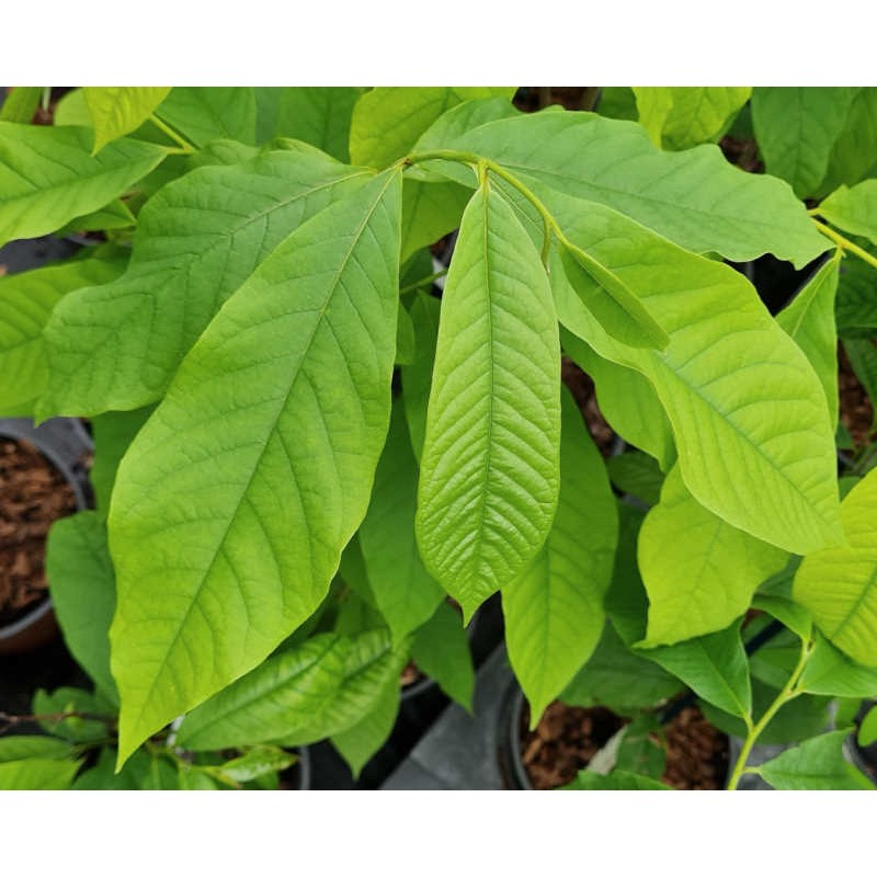 Asimina triloba - leaves in June