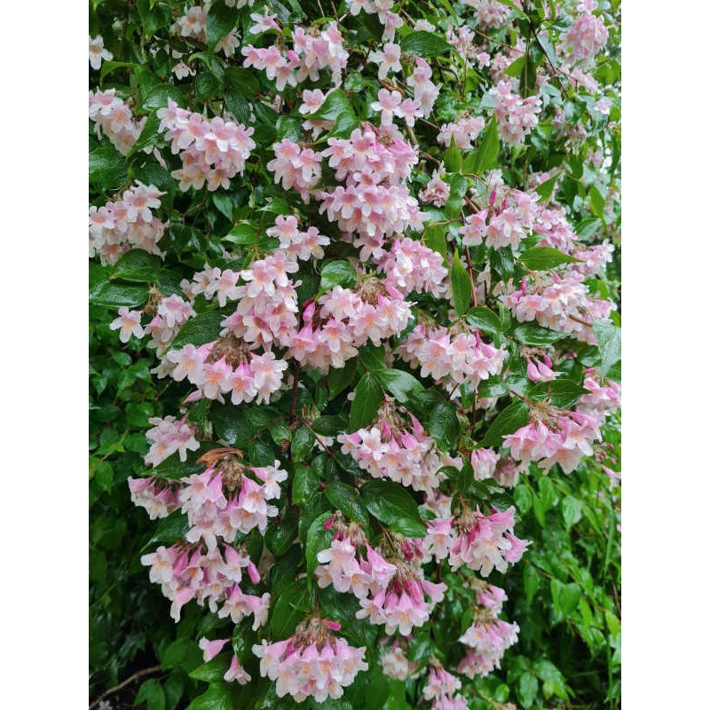 Kolkwitzia amabilis 'Pink Cloud' - masses of flower in June Kolkwitzia amabilis 'Pink Cloud' - masses of flower in June