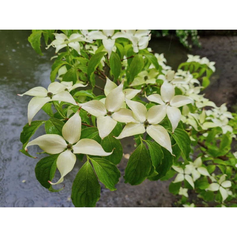 Cornus kousa 'Bultinck's Giant Flower' - flower bracts in mid June