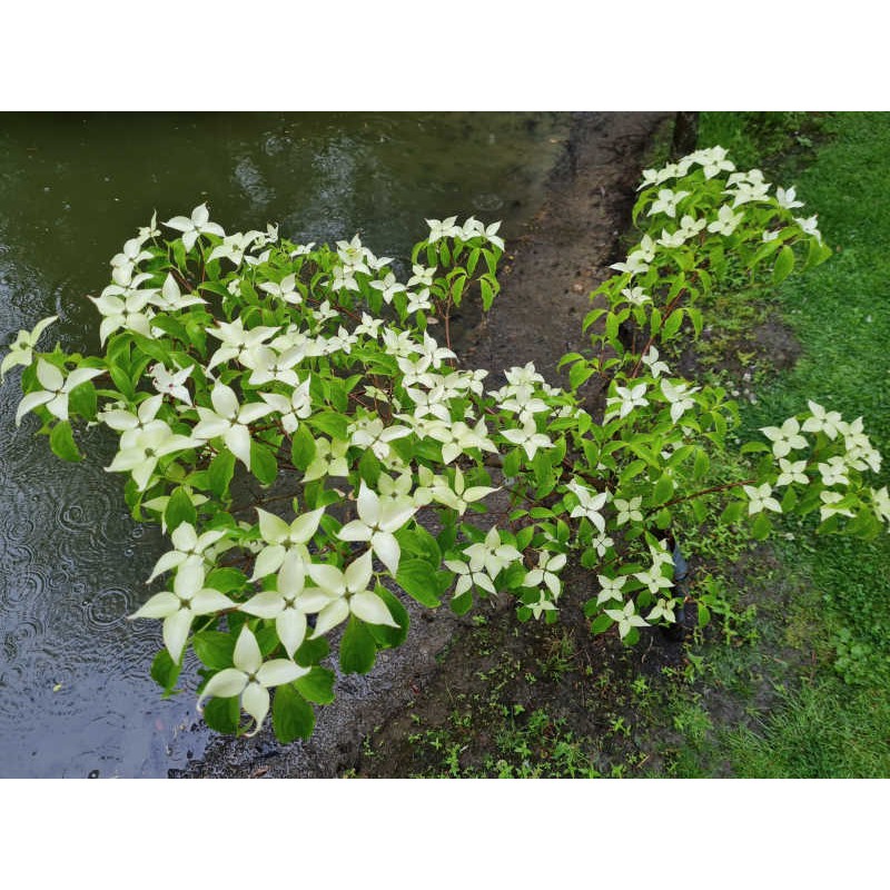 Cornus kousa 'Bultinck's Giant Flower' - young plant with flower bracts