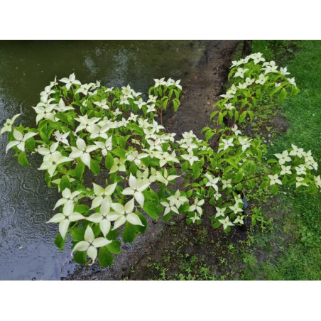 Cornus kousa 'Bultinck's Giant Flower' - young plant with flower bracts Cornus kousa 'Bultinck's Giant Flower' - young plant with flower bracts