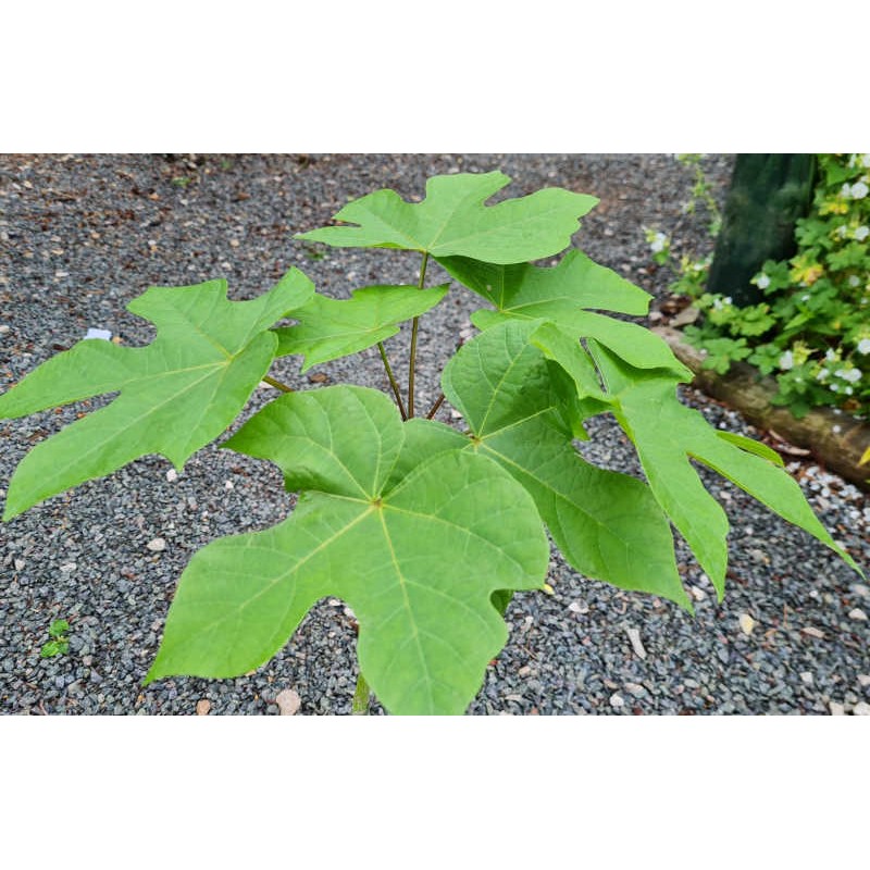 Firmiana simplex - leaves on a young plant in late June