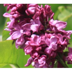 Syringa vulgaris 'Charles Joly'
