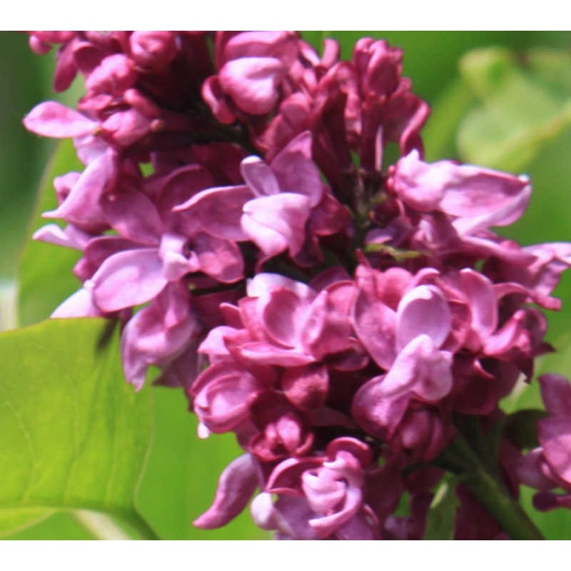 Syringa vulgaris 'Charles Joly' - flowers