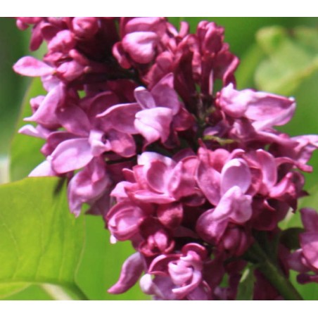 Syringa vulgaris 'Charles Joly' - flowers Syringa vulgaris 'Charles Joly' - flowers