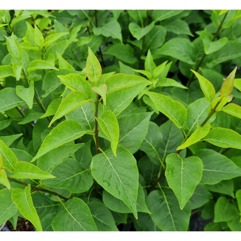 Syringa vulgaris 'Charles Joly' - leaves in June