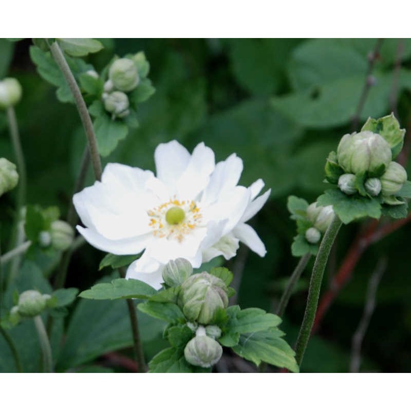 Anemone x hybrida 'Whirlwind' - flowers in late summer Anemone x hybrida 'Whirlwind' - flowers in late summer