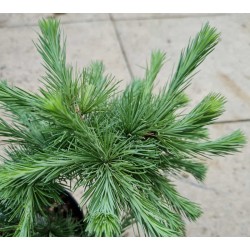 Larix kaempferi 'Elizabeth Rehder' - foliage in June