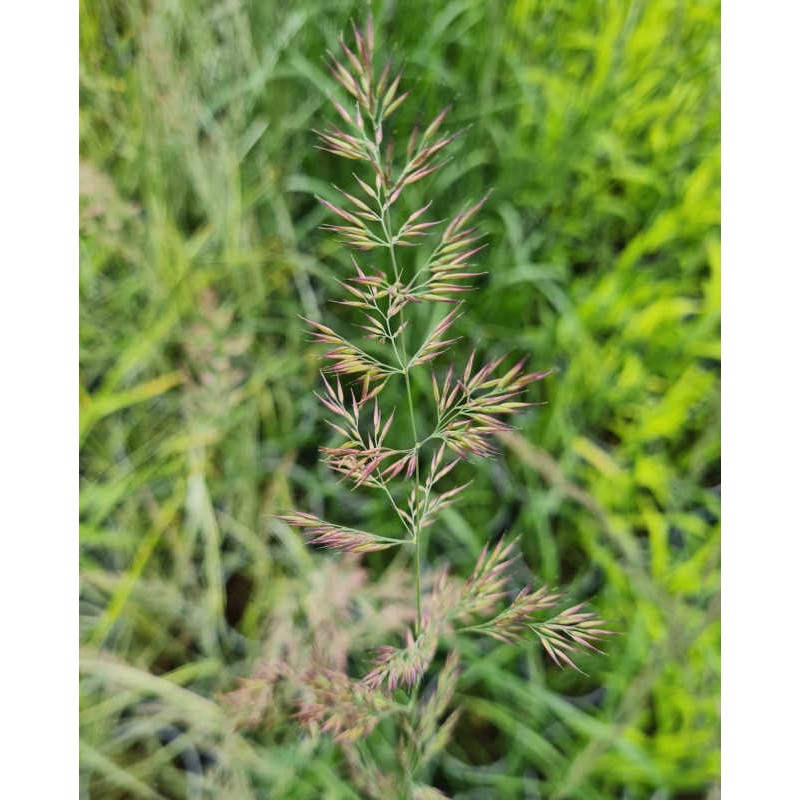 Calamagrostis x acutiflora 'Karl Foerster' - flower heads in late June