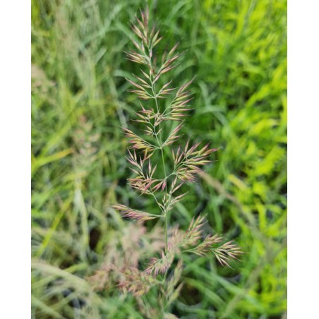 Calamagrostis x acutiflora 'Karl Foerster' - flower heads in late June