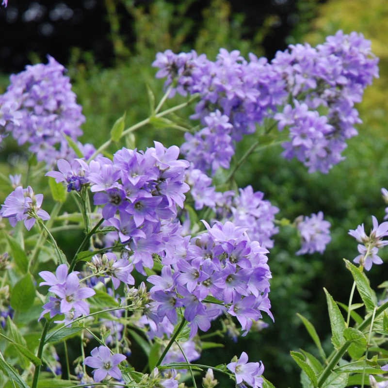 Campanula lactiflora 'Prichard's Variety' - flowers on an established plant