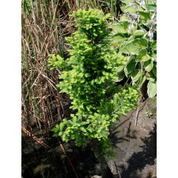Taxodium distichum 'Peve Minaret' - growing in a pond
