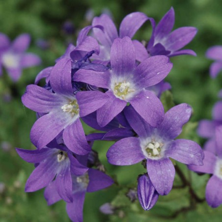 Campanula lactiflora 'Prichard's Variety' - flowers