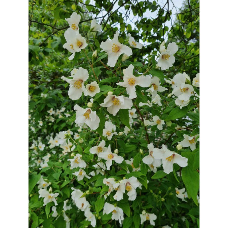 Philadelphus x lemoinei 'Belle Etoile' - summer flowers