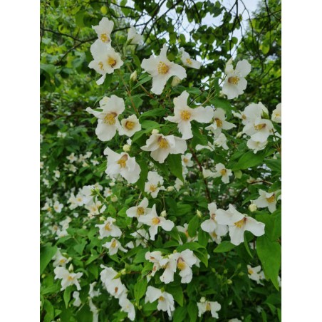 Philadelphus x lemoinei 'Belle Etoile' - summer flowers Philadelphus x lemoinei 'Belle Etoile' - summer flowers