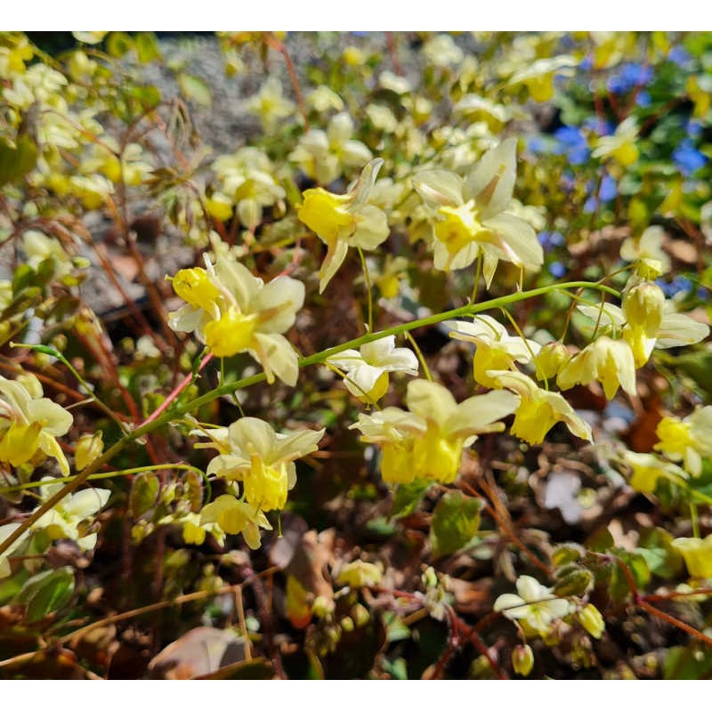 Epimedium x versicolor 'Sulphureum' - spring flowers