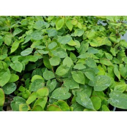 Epimedium x versicolor 'Sulphureum' - leaves in June