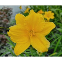 Hemerocallis 'Stella de Oro' - flowers in June