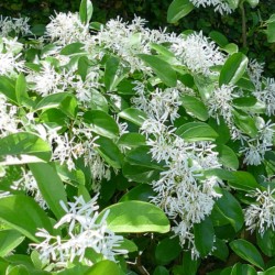 Chionanthus retusus - flowers in early summer