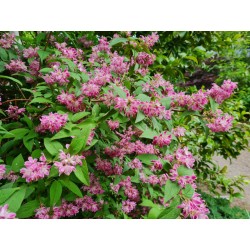 Deutzia x hybrida 'Strawberry Fields' - flowers in late June
