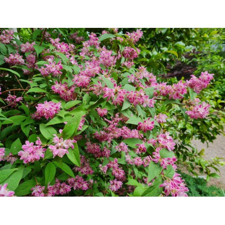 Deutzia x hybrida 'Strawberry Fields' - flowers in late June Deutzia x hybrida 'Strawberry Fields' - flowers in late June